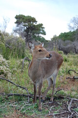 Sika deer enjoying a sunny day on Assateague Island, in Worcester County, Maryland.