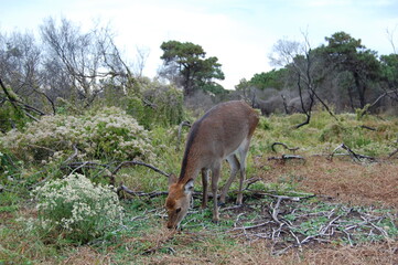 Sika deer enjoying a sunny day on Assateague Island, in Worcester County, Maryland.