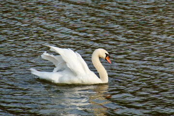 A white swan swims across the surface of the pond