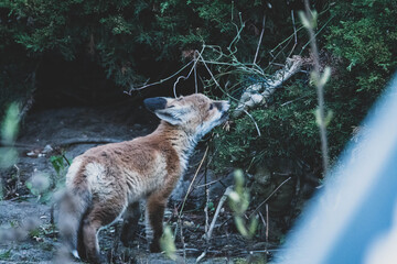 Fuchswelpen Nahaufnahme