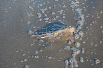 A clearnose skate on the wet sandy shores of Assateague Island, in Worcester County, Maryland.