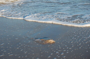 A clearnose skate on the wet sandy shores of Assateague Island, in Worcester County, Maryland.