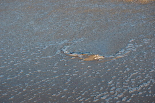A clearnose skate on the wet sandy shores of Assateague Island, in Worcester County, Maryland.