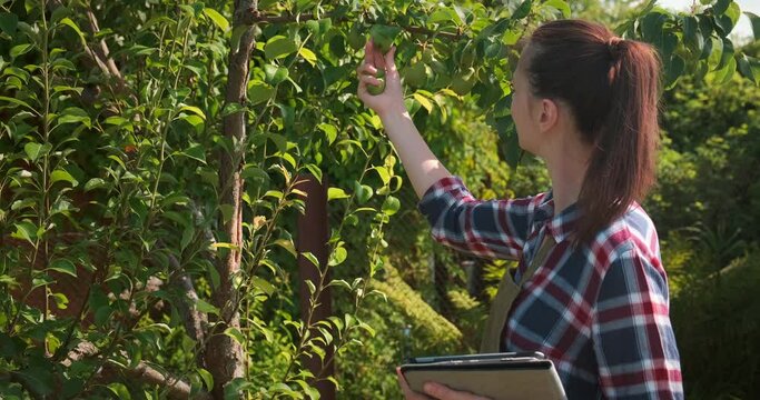 Agronomist woman conducts inspection of pear tree in fruit garden and puts indicators in tablet. Agribusiness concept. Control over observance of technology of cultivation agricultural plants.
