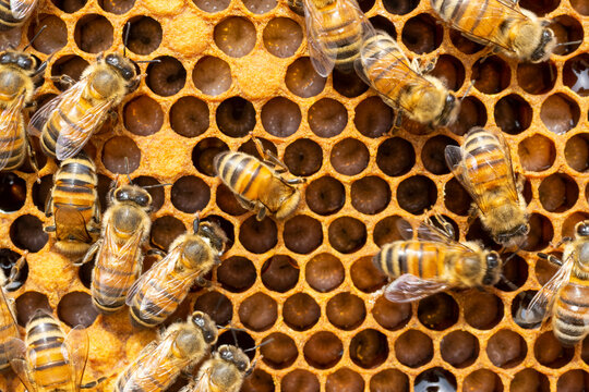 Alveare con api e larve