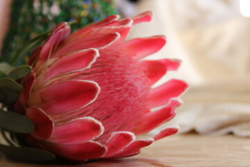 South African Protea Flower