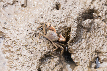 Metaplax elegan crab