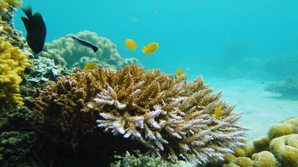 A Clown Anemonefish sheltering among the tentacles of its sea anemone. Underwater world with corals and tropical fishes