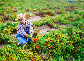 Female farmer regrets lost tomato crop after natural disaster