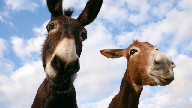 Two funny donkeys look at the camera close-up from above.