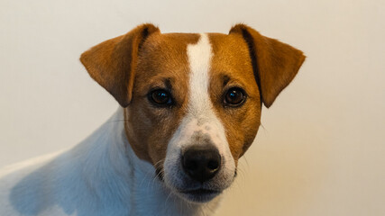 jack russell terrier, dog, 