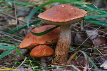 Cute penny bun mushroom is growing in the grass. The beautiful small brown cap of a cep is in the focus. It is vegetarian diet food. The mushroom grows in Ukrainian Carpathian Mountains in the forest.