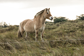 ponies eating beach graas and herbs in nature area on the Wadden Island of Vlieland