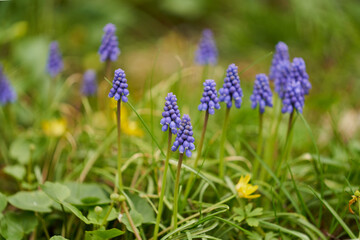  Blue muscari in a flower bed. Selective focus.