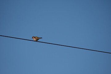 Bird on wire