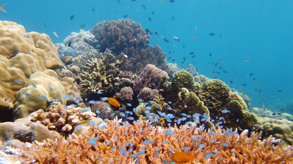 Reef Coral Scene. Tropical underwater sea fish. Hard and soft corals, underwater landscape. Leyte, Philippines.
