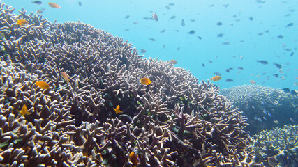 Fototapeta na wymiar Underwater Colorful Tropical Fishes. wonderful and beautiful underwater colorful fishes and corals in the tropical reef. Leyte, Philippines.