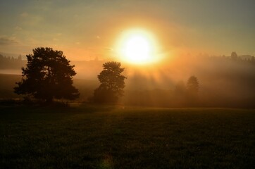 Trees in a meadow are bathed in the glow of the setting sun.