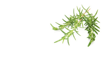 Obraz premium Rosemary sprig isolated on white background. Aromatic evergreen shrub