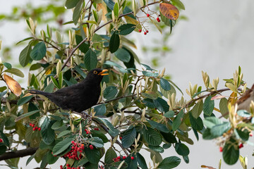Common blackbird, Turdus merula, eating red seeds in a tree 
