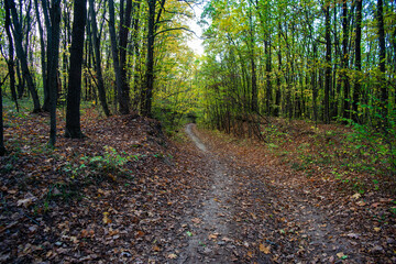 autumn forest path in the morning