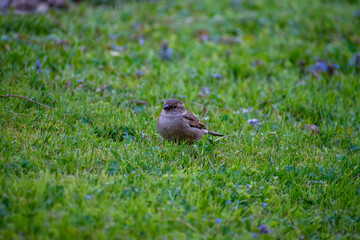 Oiseau dans l'herbe