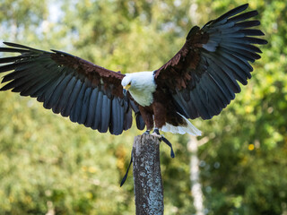 Naklejka premium Adler Show