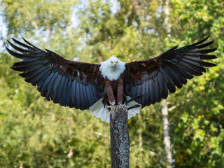Adler landet