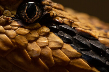 Jumping Pit Viper Metlapilcoatlus nummifer eye