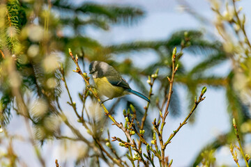 Naklejka premium Eine Blaumeise sitzt auf einem Ast. Es ist Frühling und der Baum trägt frische Knospen. 
