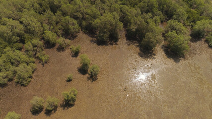 Aerial view reflection sun flare on water in mangroves mangrove trees on coast Mangrove landscape.