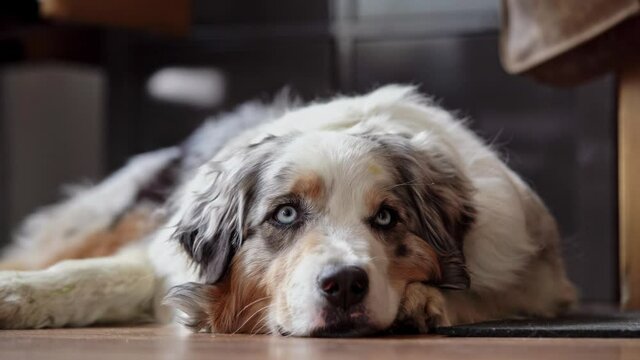 tired and exhausted Australian shepherd therapy herding  dog lying calm on the floor waiting for her next session being pet by her human friends