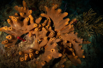 Branching corals on the reef off the island of St Martin, Dutch Caribbean