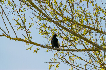 Eine Amsel sitzt auf einem Ast in der Weide. Es ist Frühling und der Baum trägt frische junge...