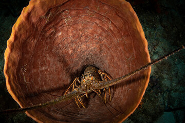 Lobster sits in a tube sponge on the reef off the island of St Martin, Dutch Caribbean
