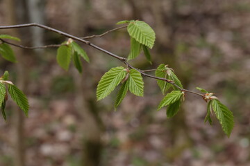 The first green leaves on trees in spring