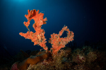 Fototapeta na wymiar Branching corals on the reef off the island of St Martin, Dutch Caribbean