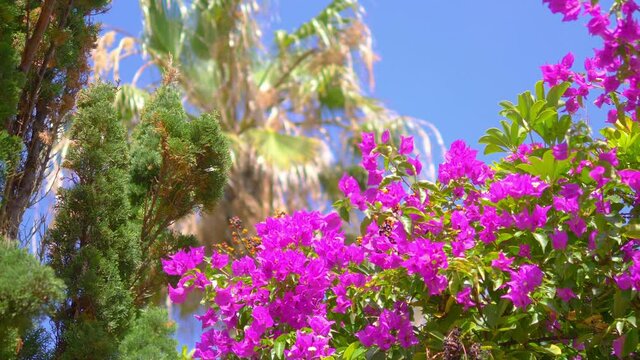 Violet bougainvillea in bloom in 4k slow motion 60fps
