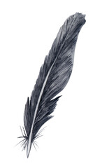Watercolor black birds feather. Single feather isolated on white.