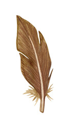 Fototapeta na wymiar Watercolor brown birds feather. Single feather isolated on white