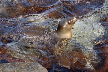 Sea lion in a tidal pool at Punta Espinoza, Fernandina Island, Galapagos, Ecuador