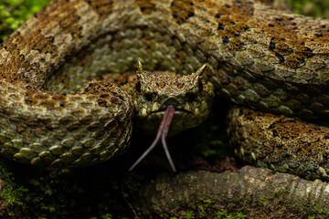 Emerald Horned Pit viper Ophryacus smaragdinus