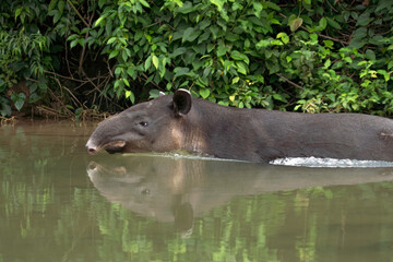 Baird's tapir
 - obrazy, fototapety, plakaty