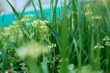 Close up of fresh thick grass with water drops in the early morning