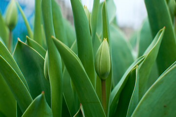 Obraz premium Tulip bud between green leaves. Beautiful delicate tulip bud. Pink tulip.