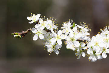 Close up of damson flowers in spring