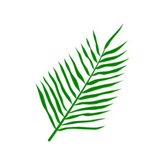 Tropical palm leaf. Isolated on a white background. Vector illustration