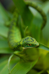 Terrestrial Arboreal Alligator Lizard Abronia graminea
