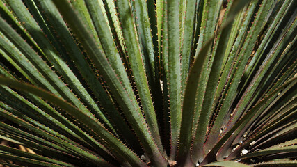 cactacea, planta, maguey, naturaleza, flor