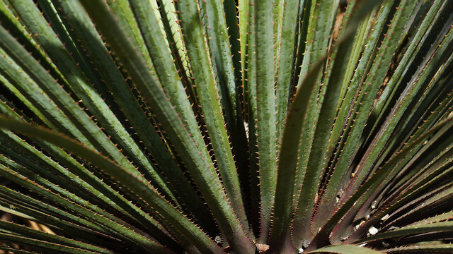cactacea, planta, maguey, naturaleza, flor